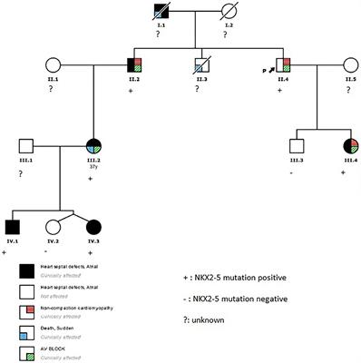 Case Report: A Novel NKX2-5 Mutation in a Family With Congenital Heart Defects, Left Ventricular Non-compaction, Conduction Disease, and Sudden Cardiac Death